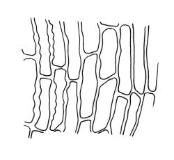 Orthotrichum hortense, basal laminal cells.
 Image: R.C. Wagstaff © All rights reserved. Redrawn with permission from Lewinsky (1984). 